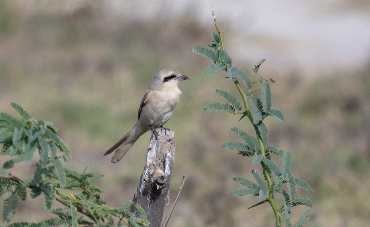 Antzandobi isabeldarra - ML646961773