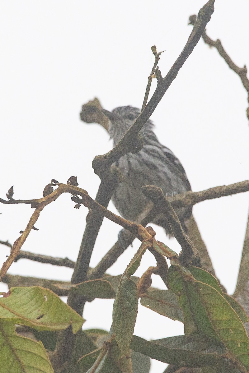 Pacific Antwren - ML646961788