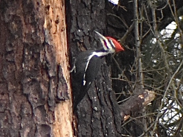 Pileated Woodpecker - ML646961801
