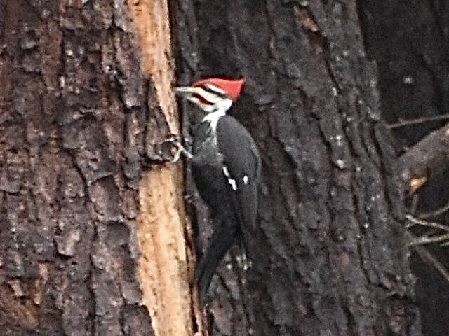 Pileated Woodpecker - ML646961802