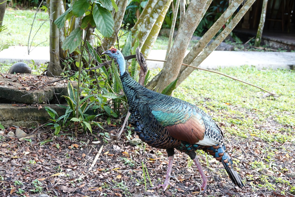 Ocellated Turkey - ML646961804