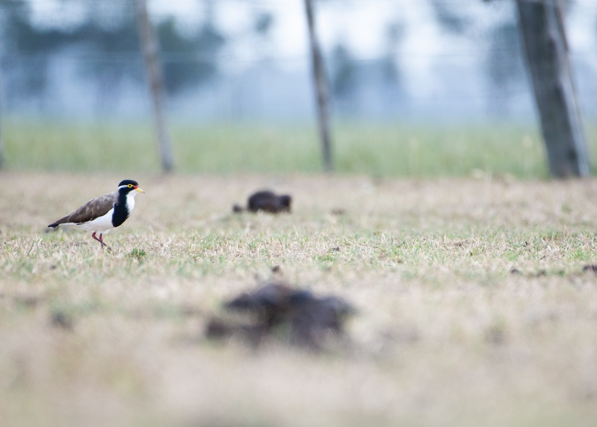 Alaca Kızkuşu - ML646961807