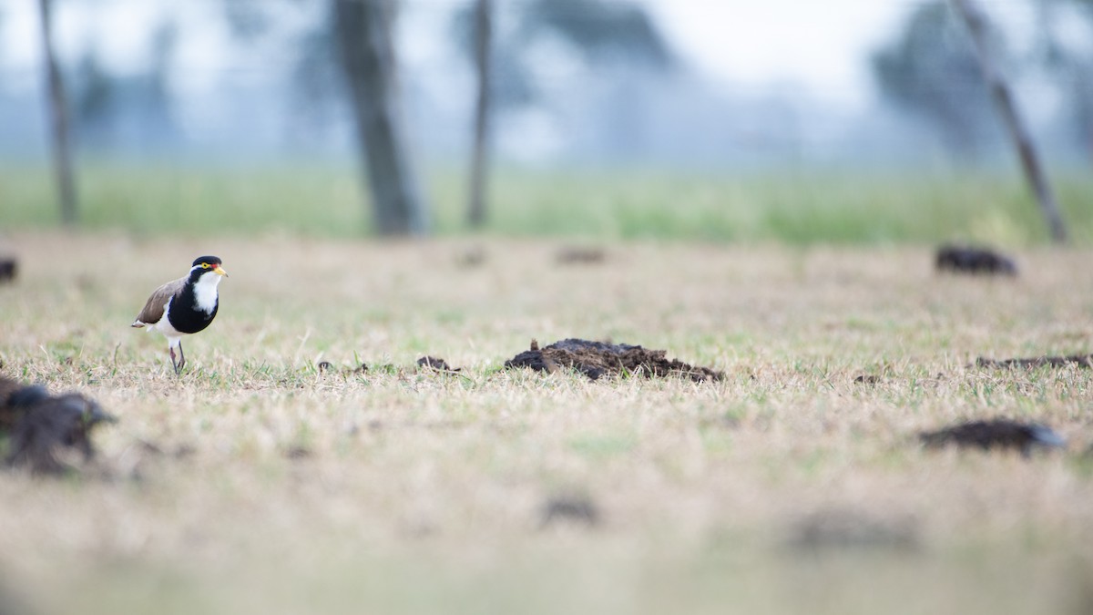 Alaca Kızkuşu - ML646961808