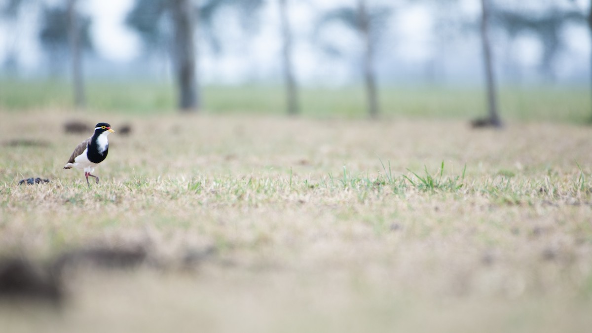 Alaca Kızkuşu - ML646961809