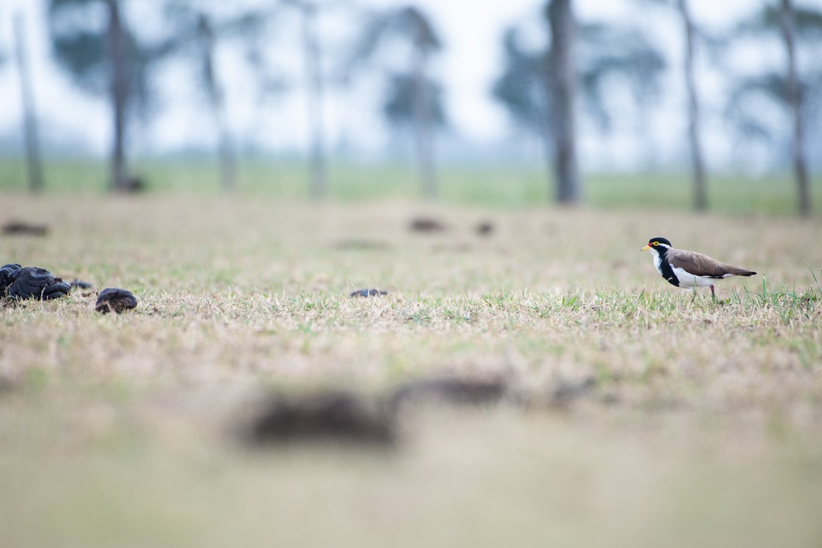 Alaca Kızkuşu - ML646961810