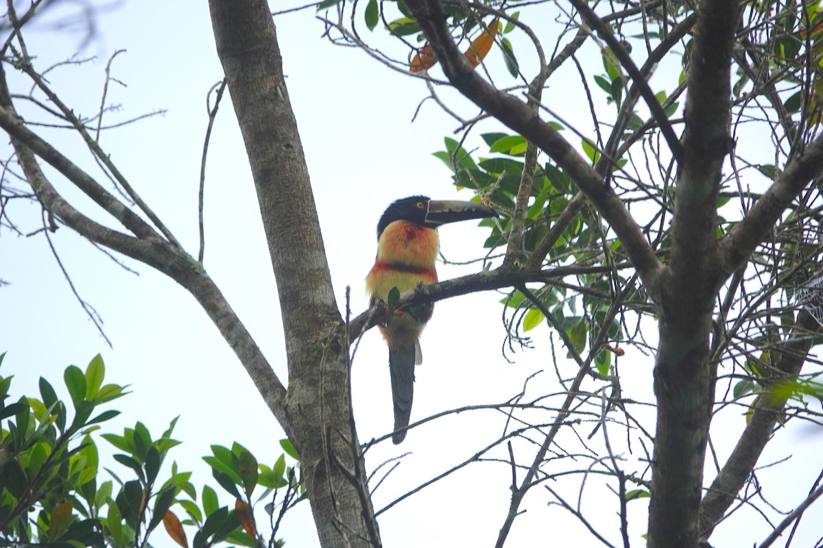 Collared Aracari - ML646961812