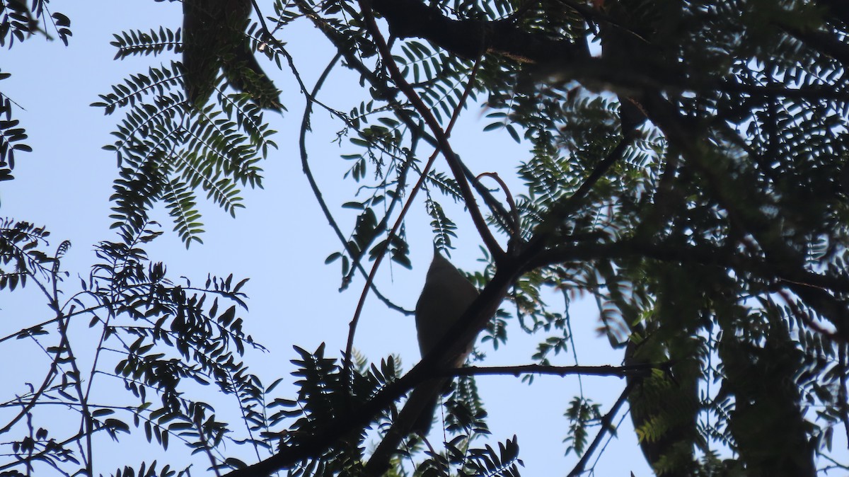 Lesser Whitethroat - ML646961814