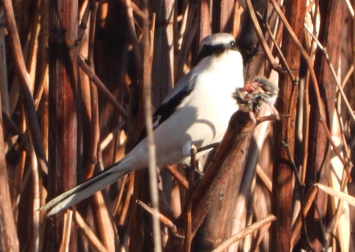 Great Gray Shrike - ML646961815