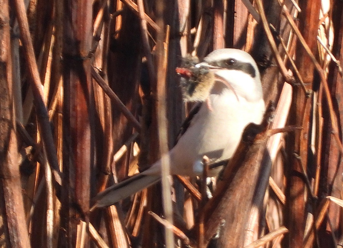 Great Gray Shrike - ML646961816