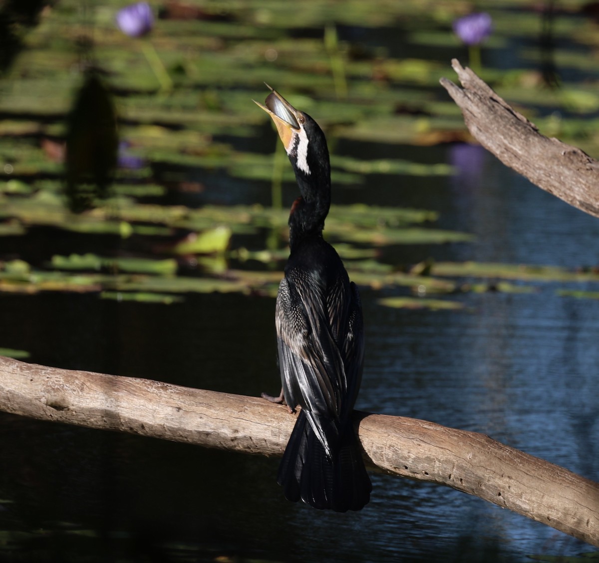 Australasian Darter - ML646961818