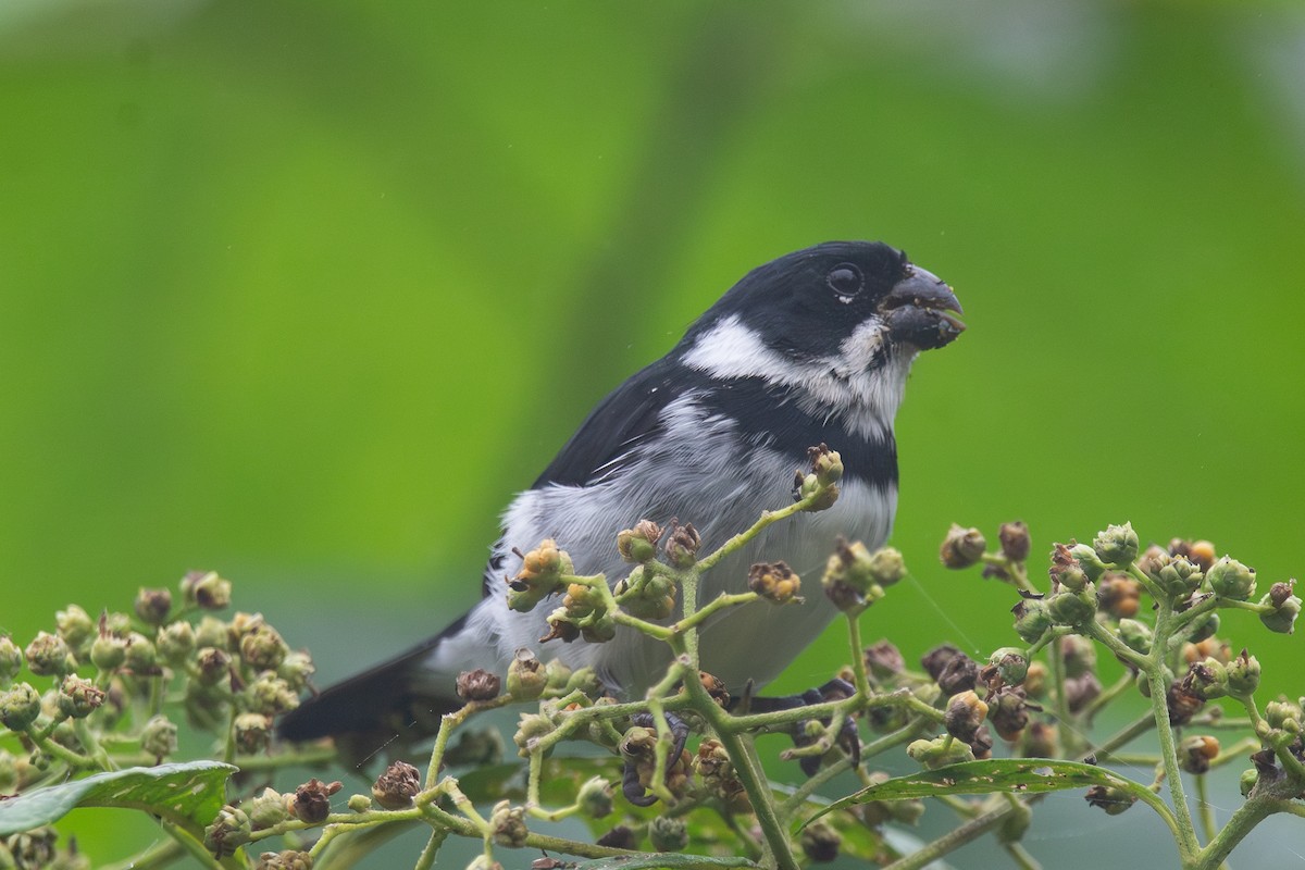 Variable Seedeater - ML646961819