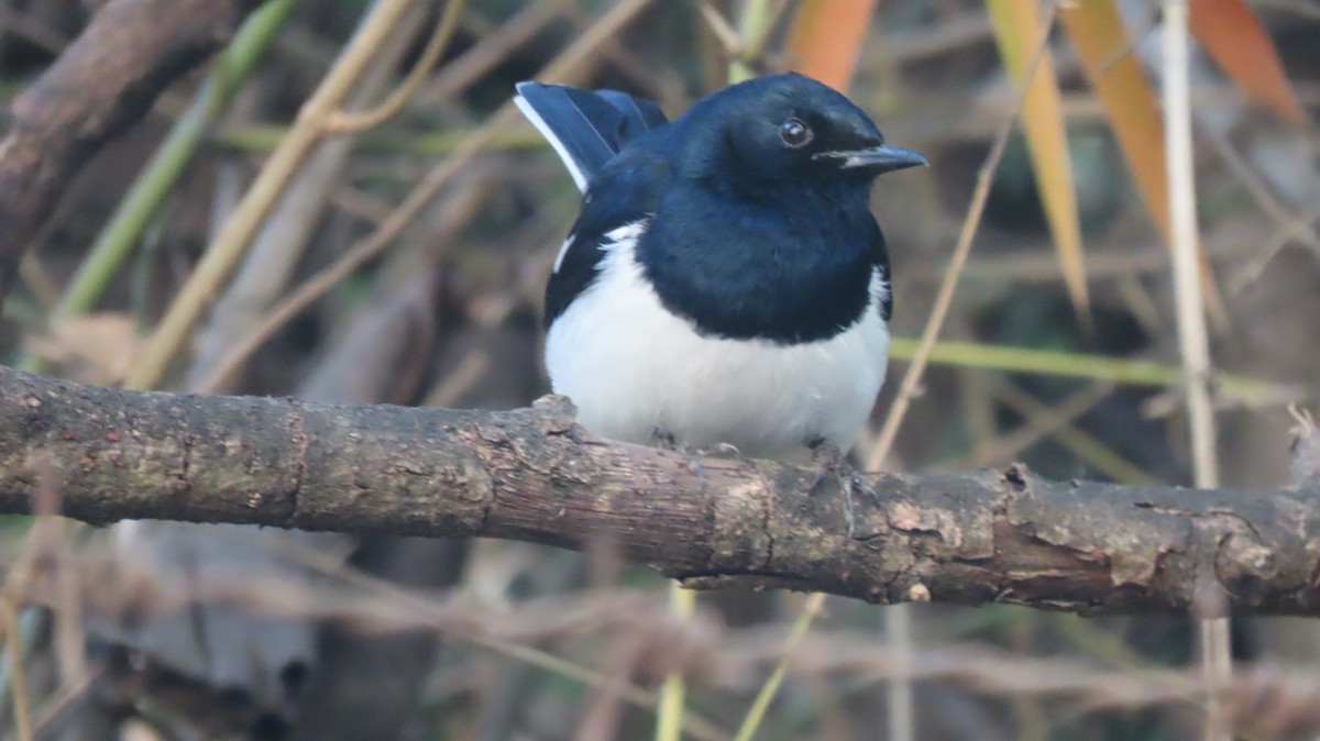 Oriental Magpie-Robin - ML646961820