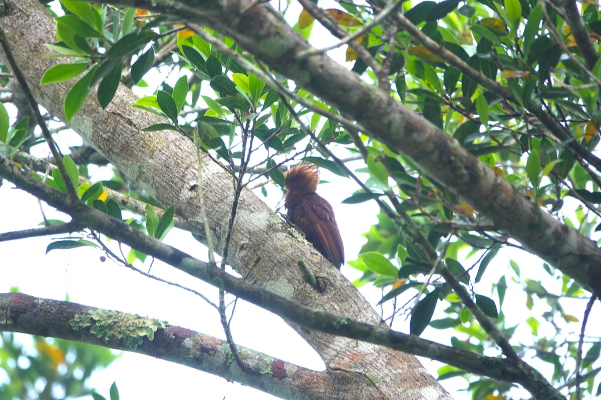 Chestnut-colored Woodpecker - ML646961822