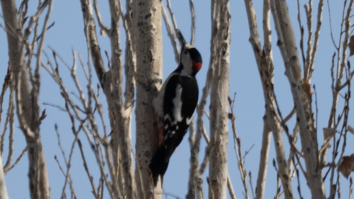 Syrian Woodpecker - ML646961823