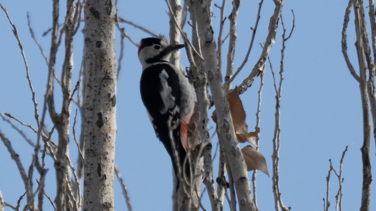 Syrian Woodpecker - ML646961824