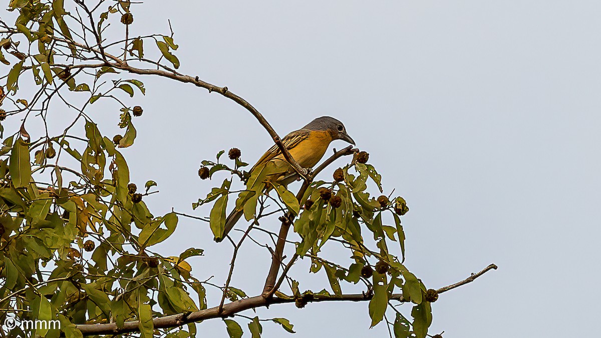 Northern Puffback - ML646961825