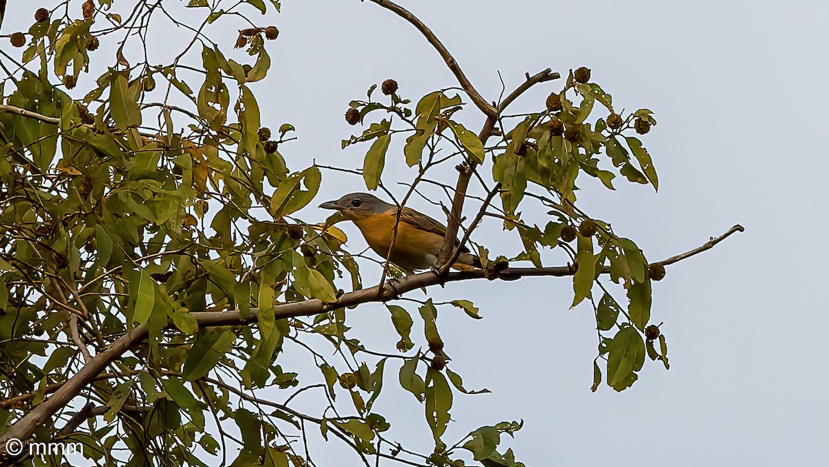 Northern Puffback - ML646961826