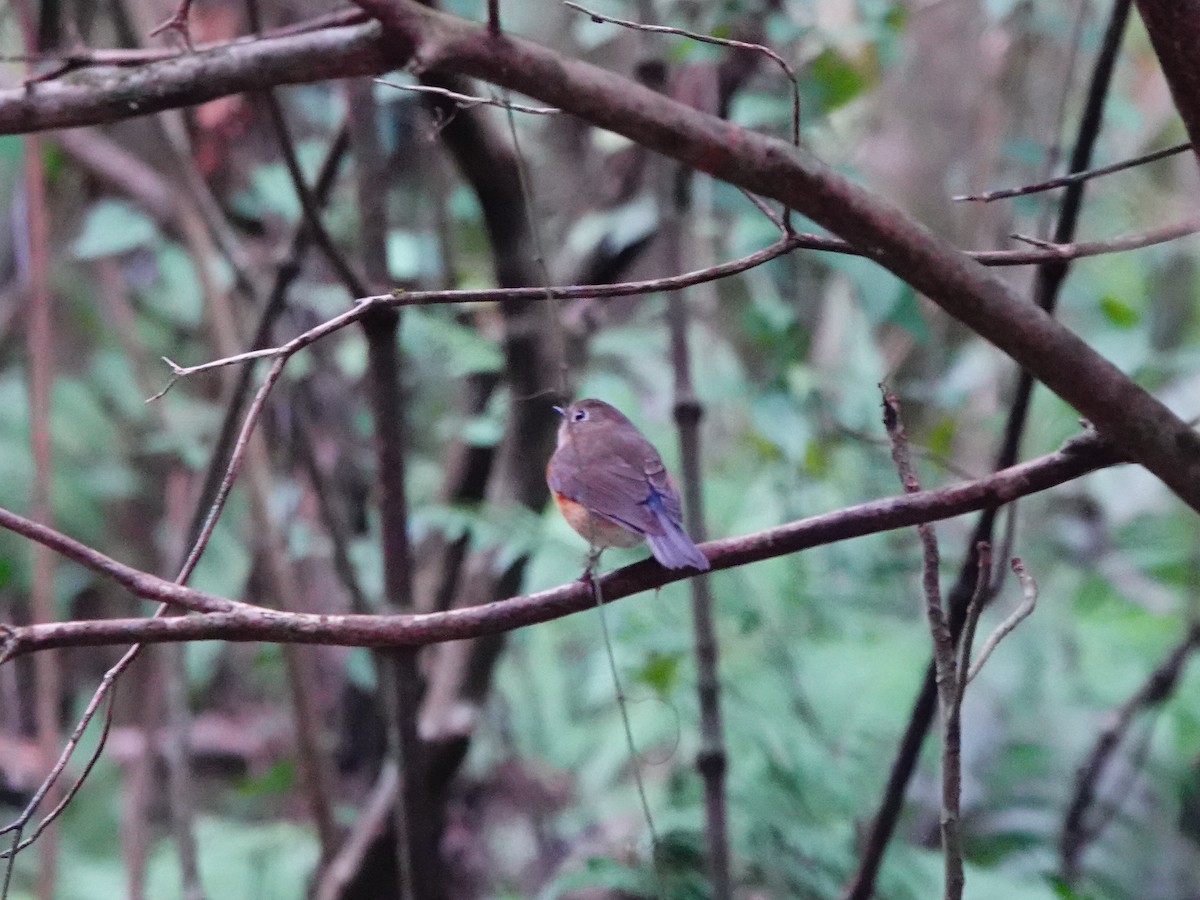 Red-flanked Bluetail - ML646961827