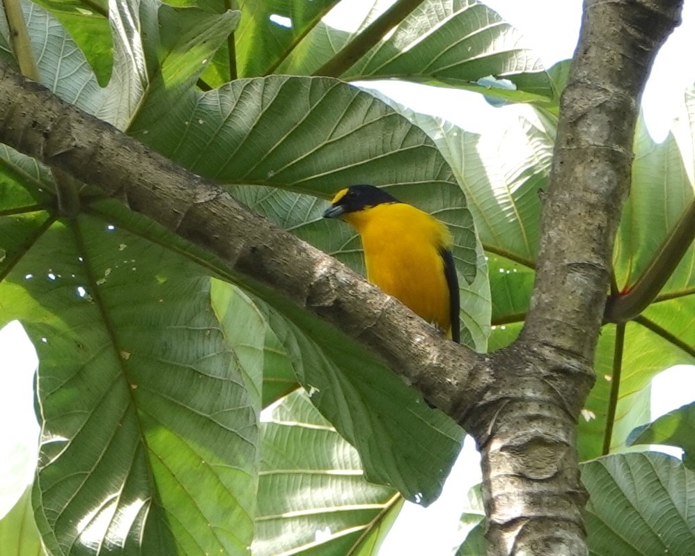 Yellow-throated Euphonia - ML646961828
