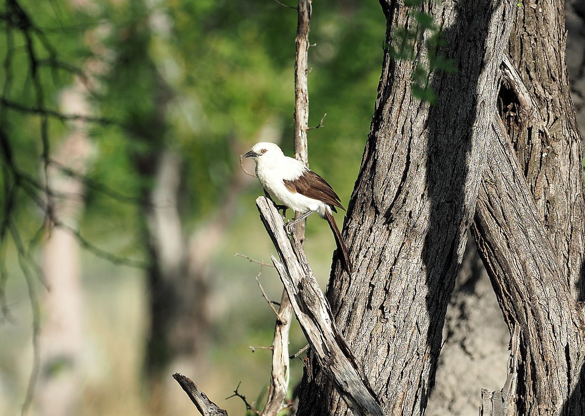 hvitskriketrost - ML646961829