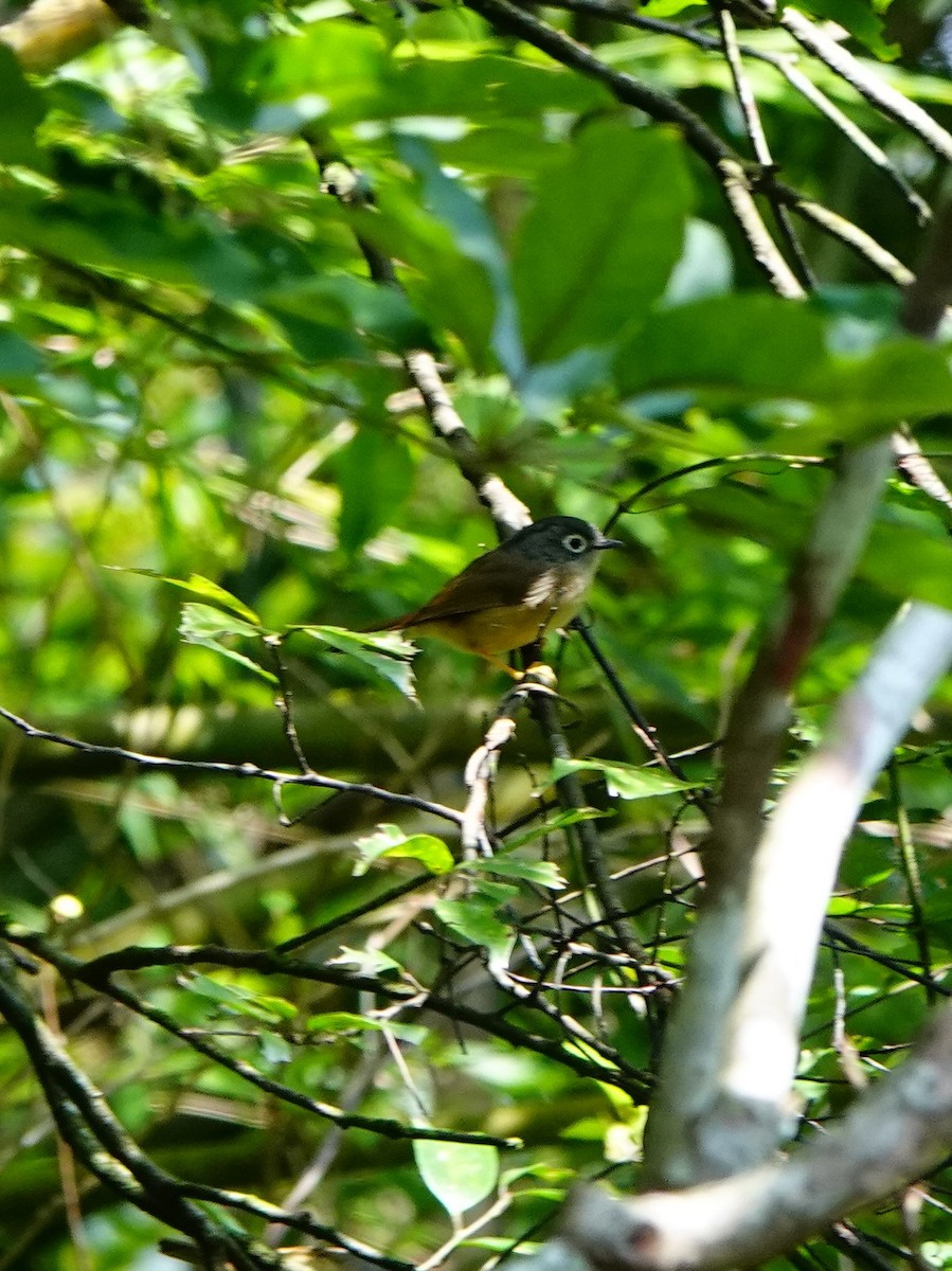 Morrison's Fulvetta - ML646961830