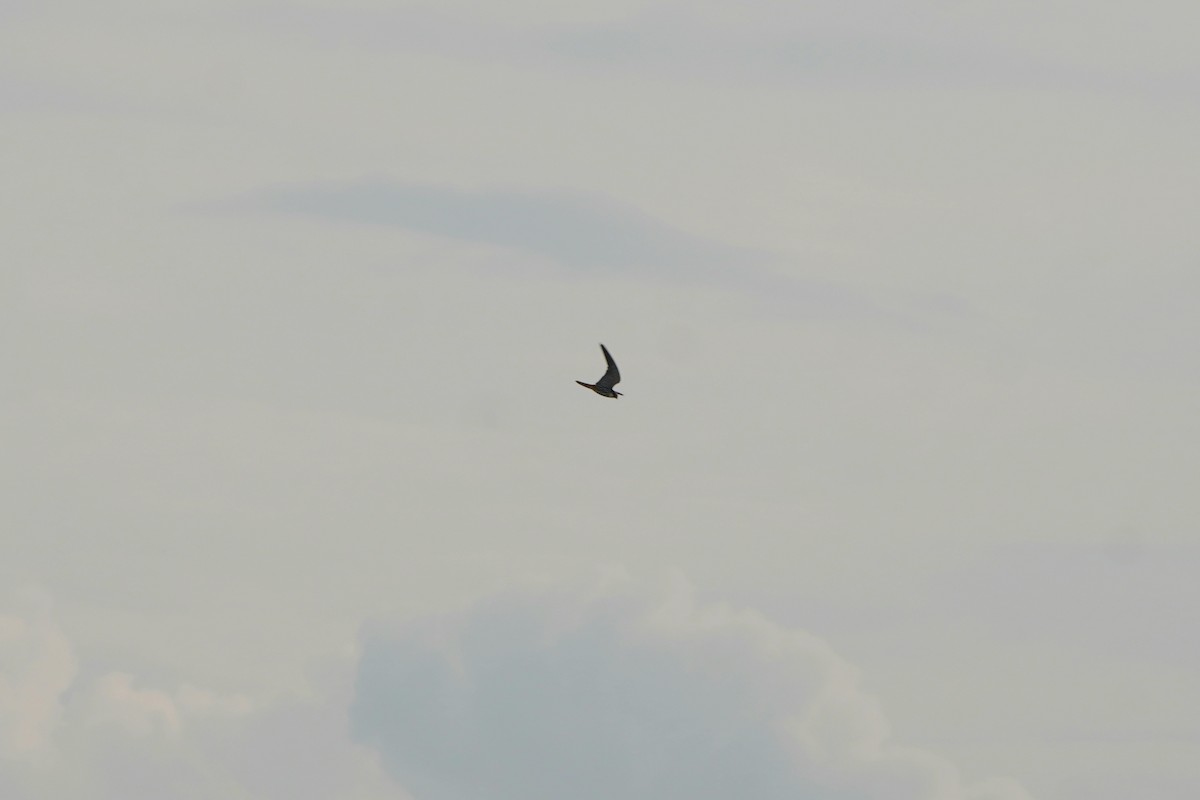 Eurasian Hobby - ML646961831