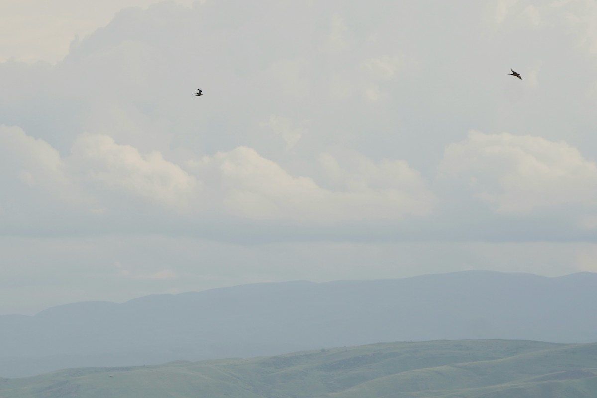 Eurasian Hobby - ML646961832