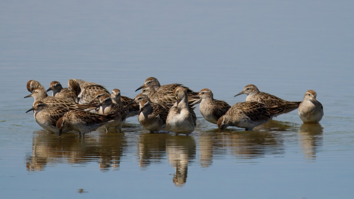 Sharp-tailed Sandpiper - ML646961834