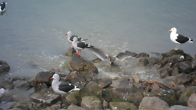 マゼランカモメ - ML646961835