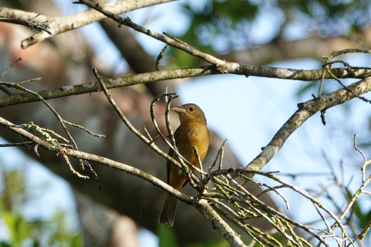 Summer Tanager - ML646961836