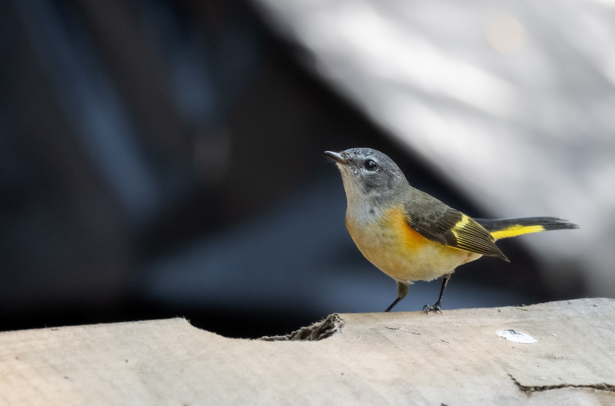 ハゴロモムシクイ - ML646961840