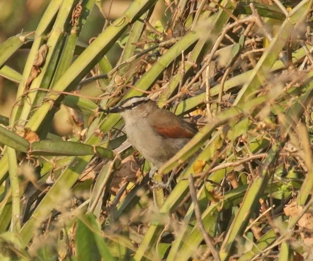 チャイロヤブモズ - ML646961841