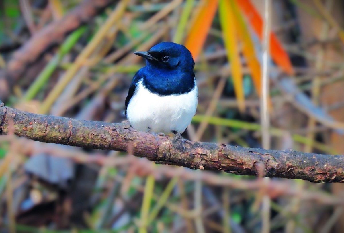 シキチョウ - ML646961843