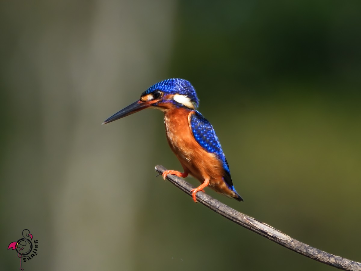 ルリカワセミ - ML646961844