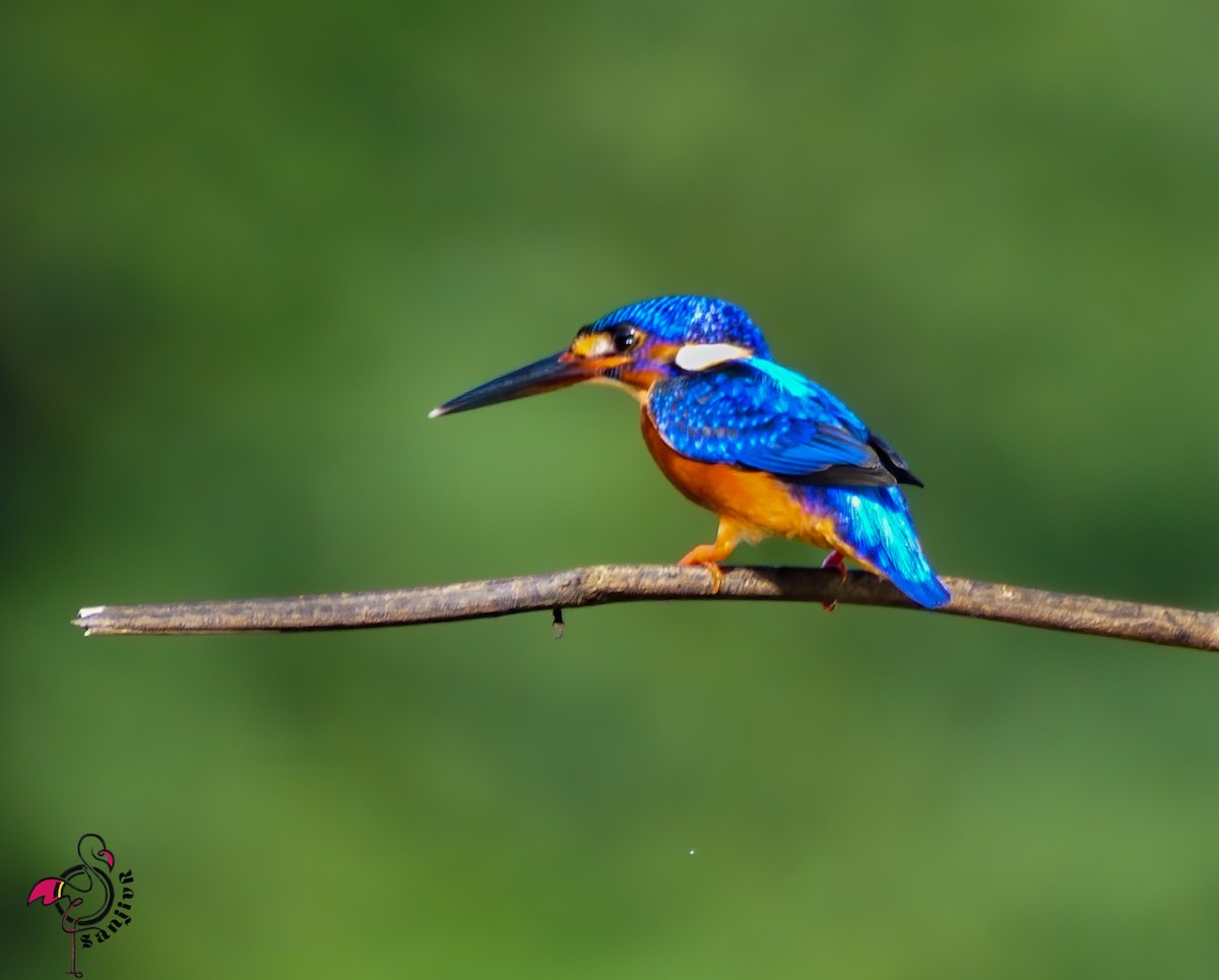 ルリカワセミ - ML646961845