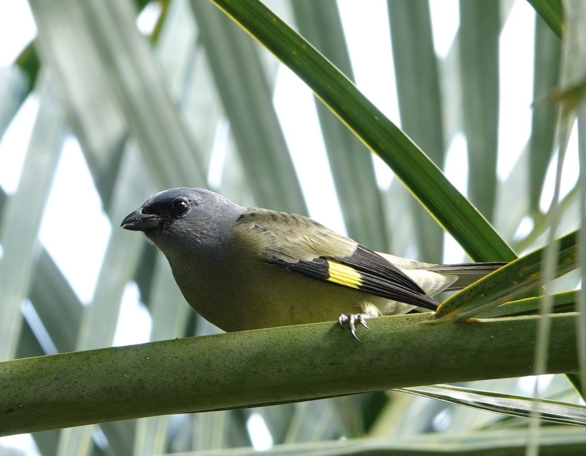 Yellow-winged Tanager - ML646961847