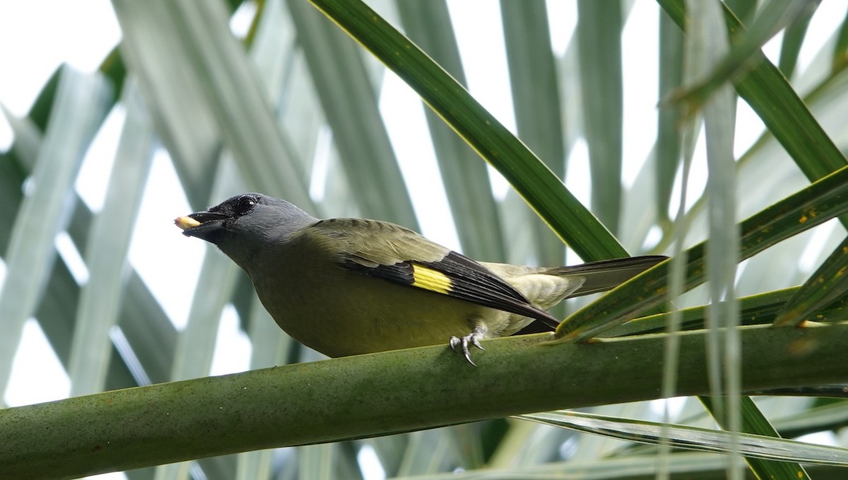 Yellow-winged Tanager - ML646961848