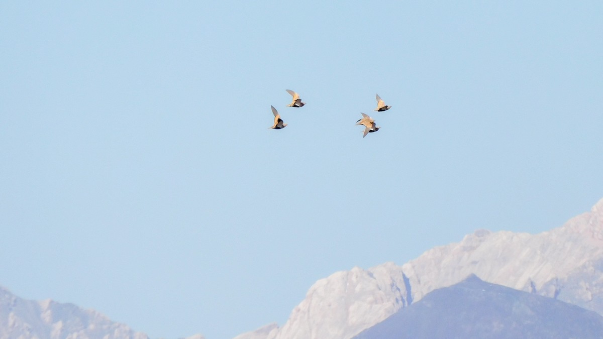 クロハラサケイ - ML646961849