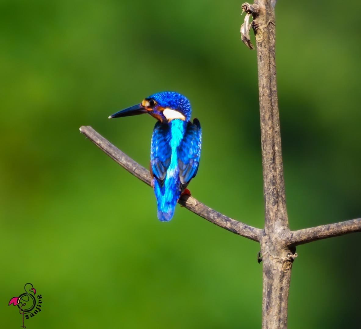 ルリカワセミ - ML646961850