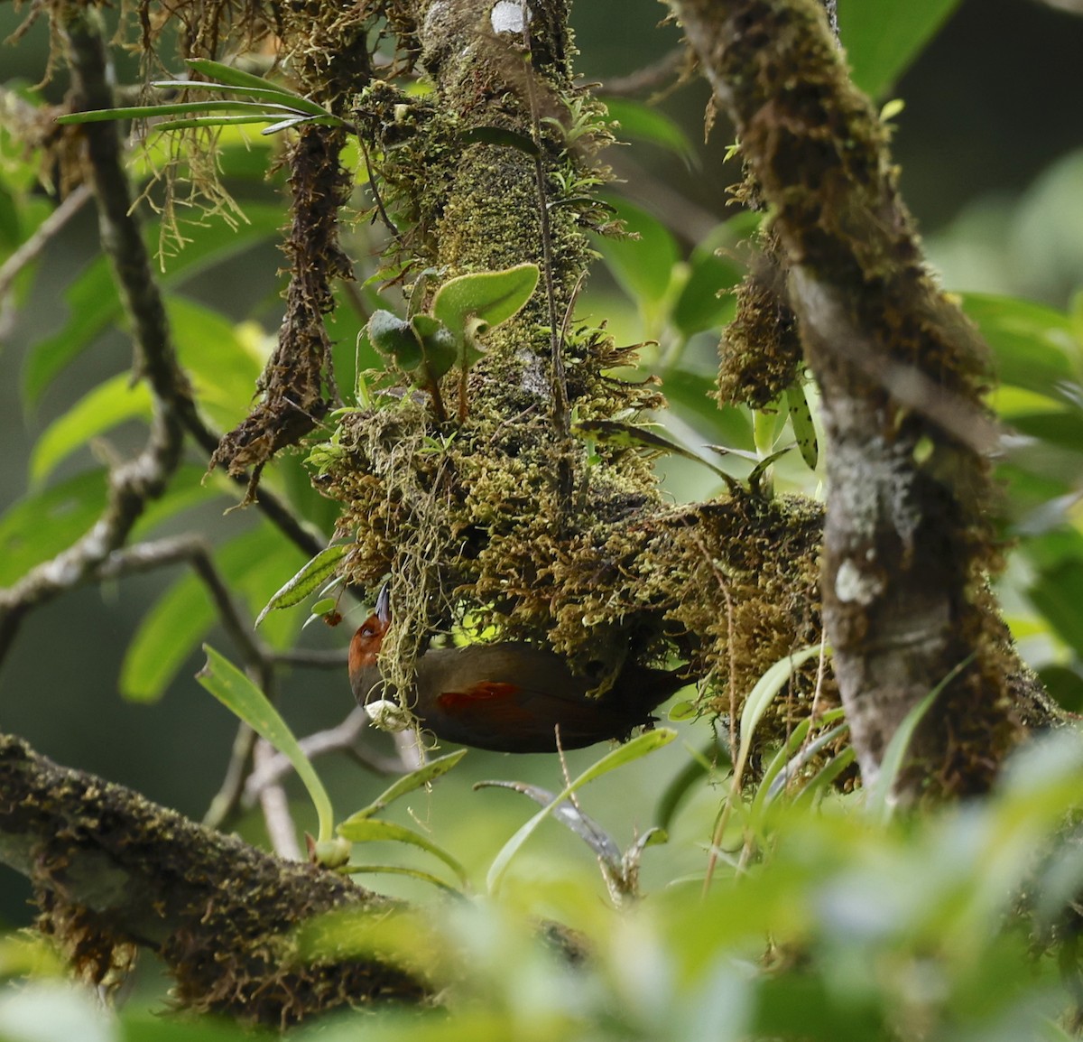 アカガオカマドドリ - ML646961853