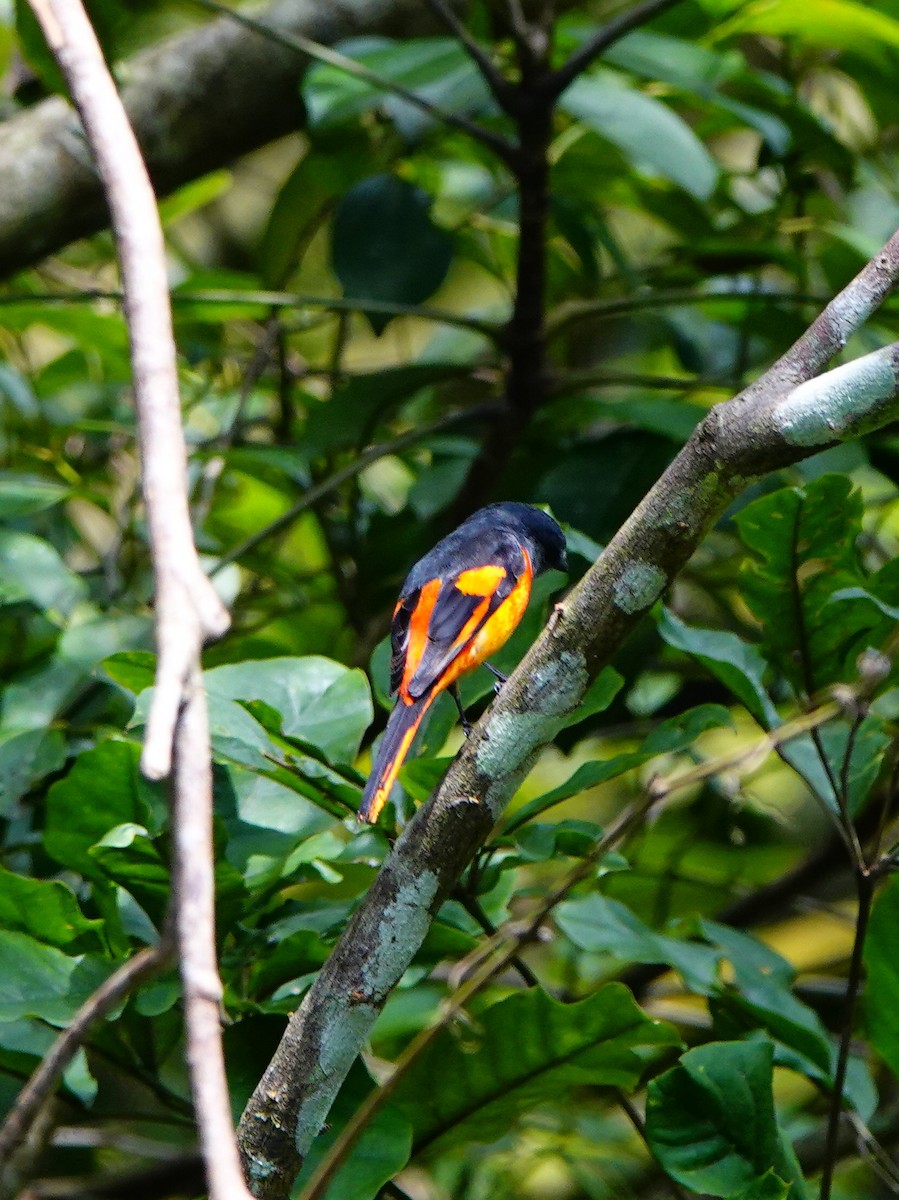 ベニサンショウクイ - ML646961858