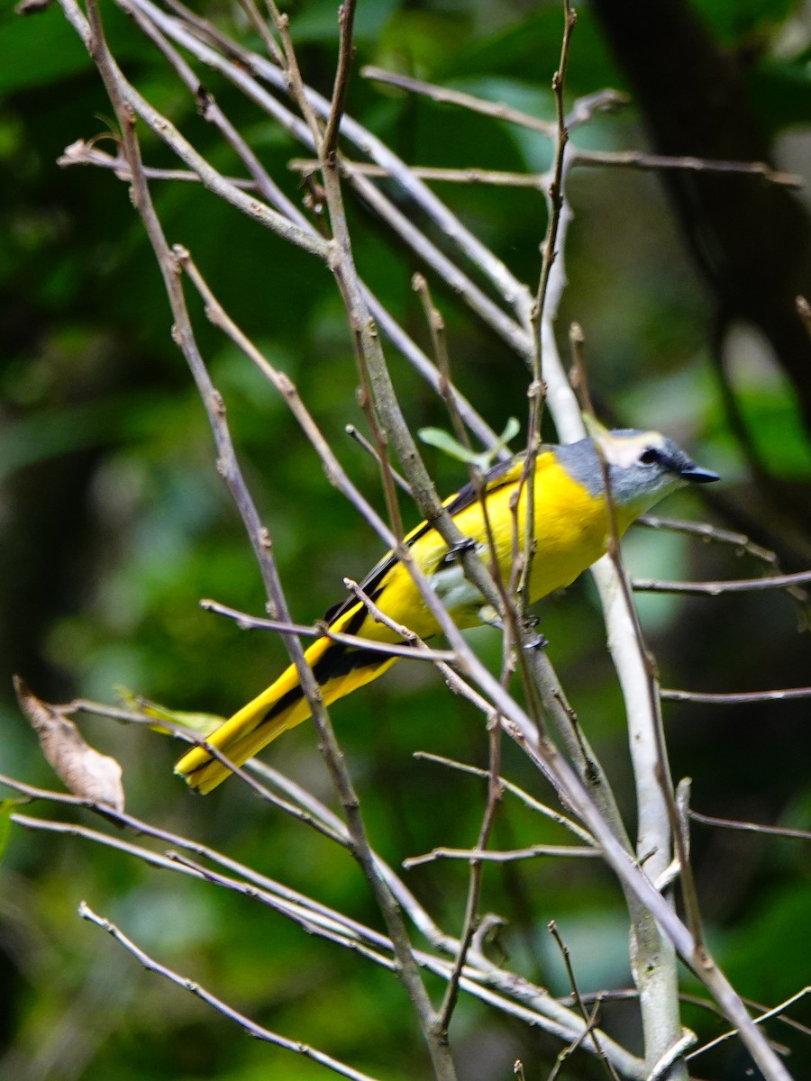 ベニサンショウクイ - ML646961859