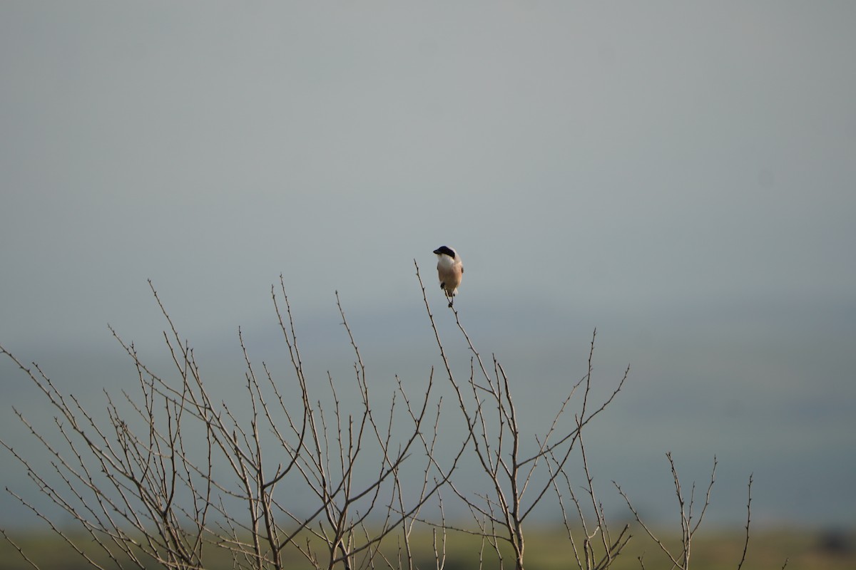 ヒメオオモズ - ML646961860