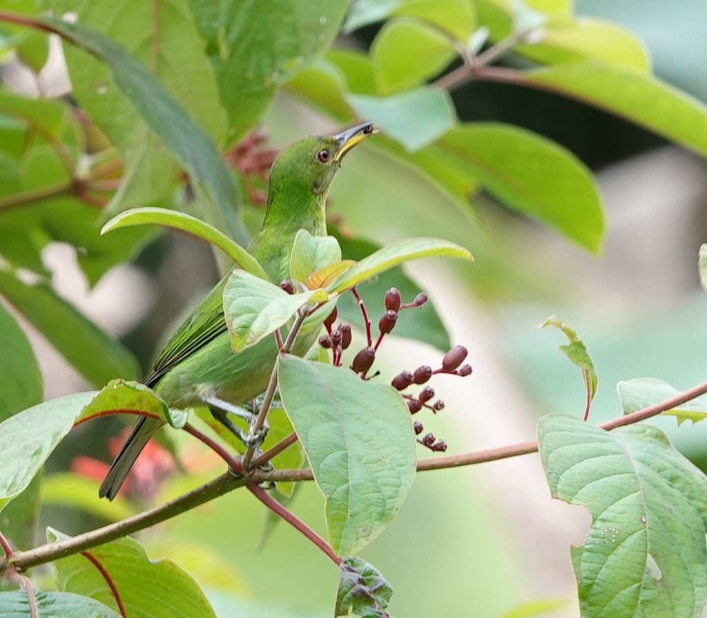 Green Honeycreeper - ML646961861