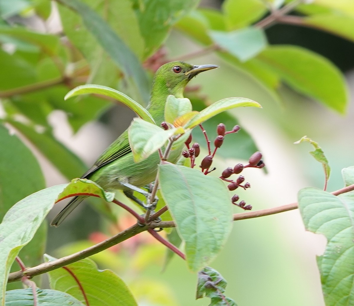 Green Honeycreeper - ML646961862