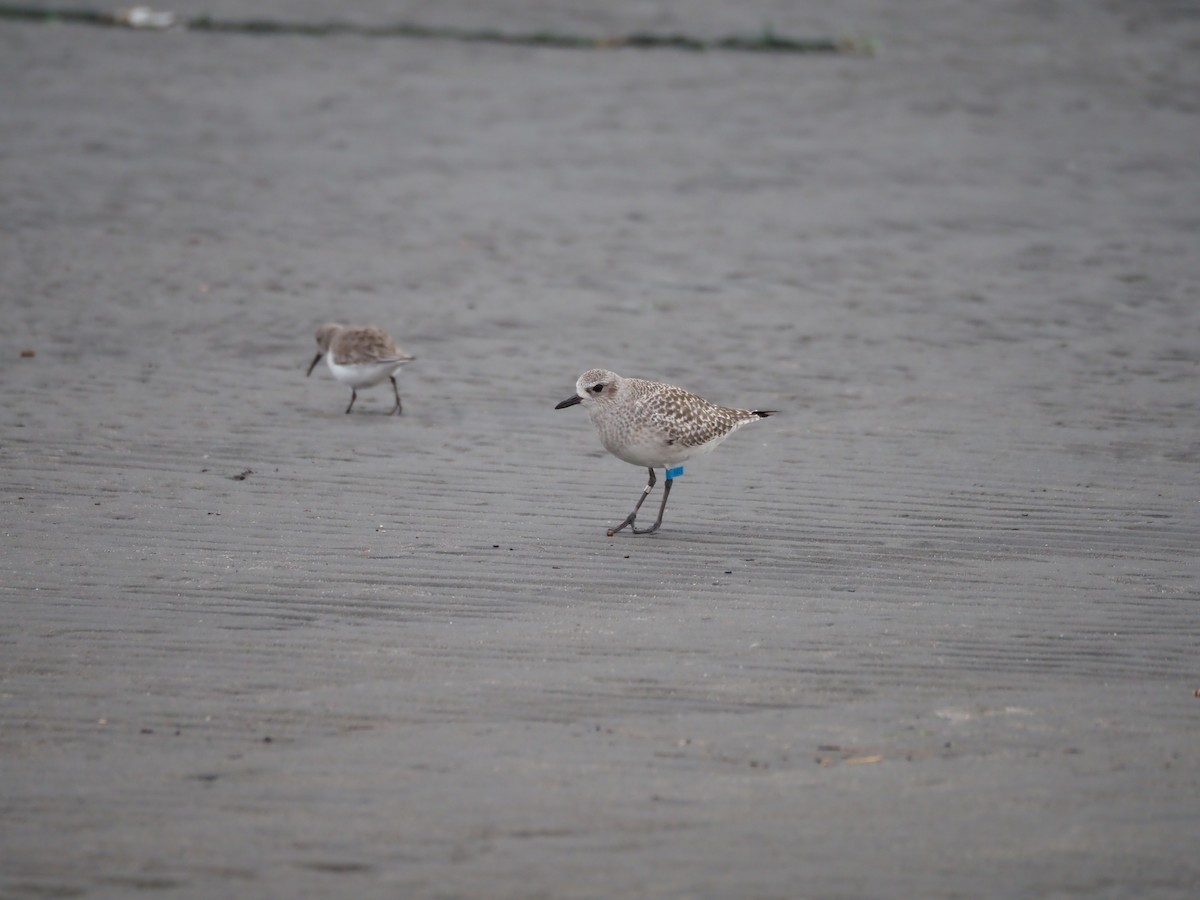 ダイゼン - ML646961863