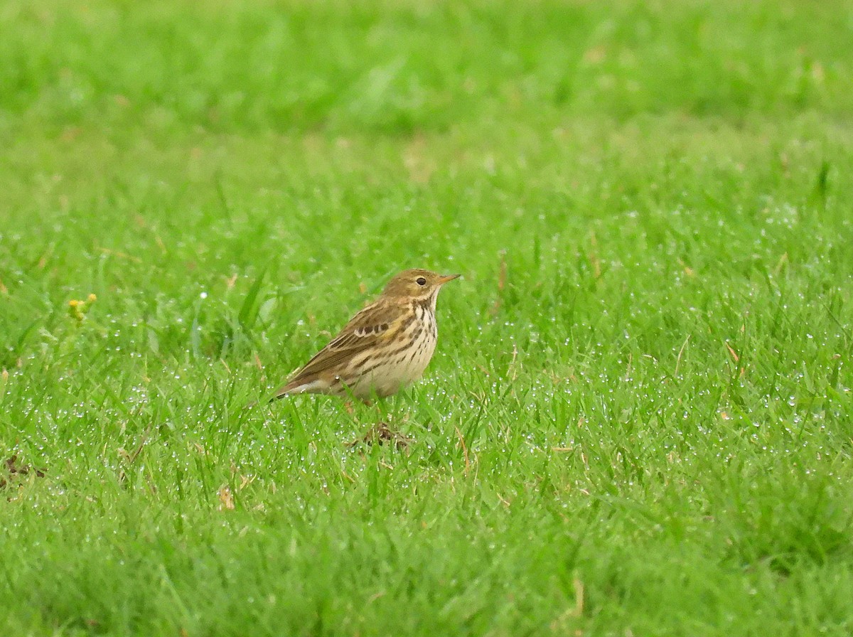 マキバタヒバリ - ML646961864