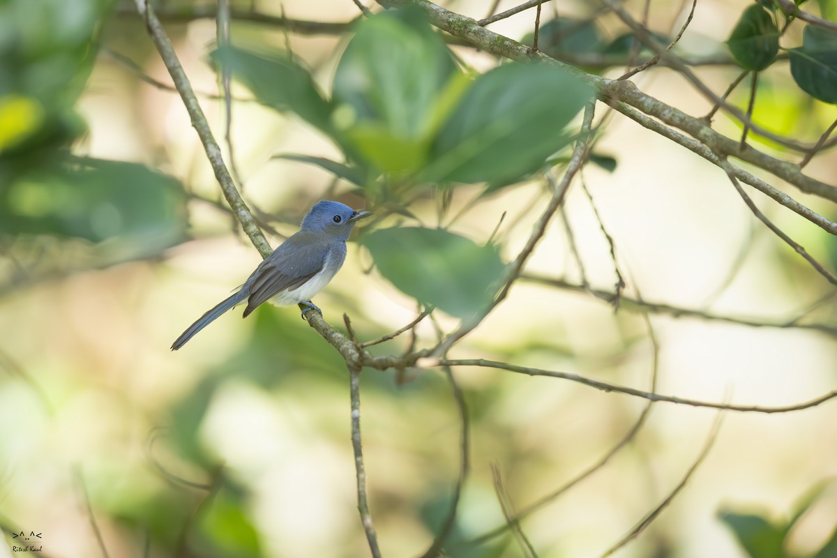 クロエリヒタキ - ML646961865