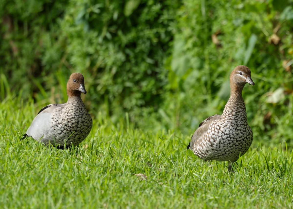 タテガミガン - ML646961866