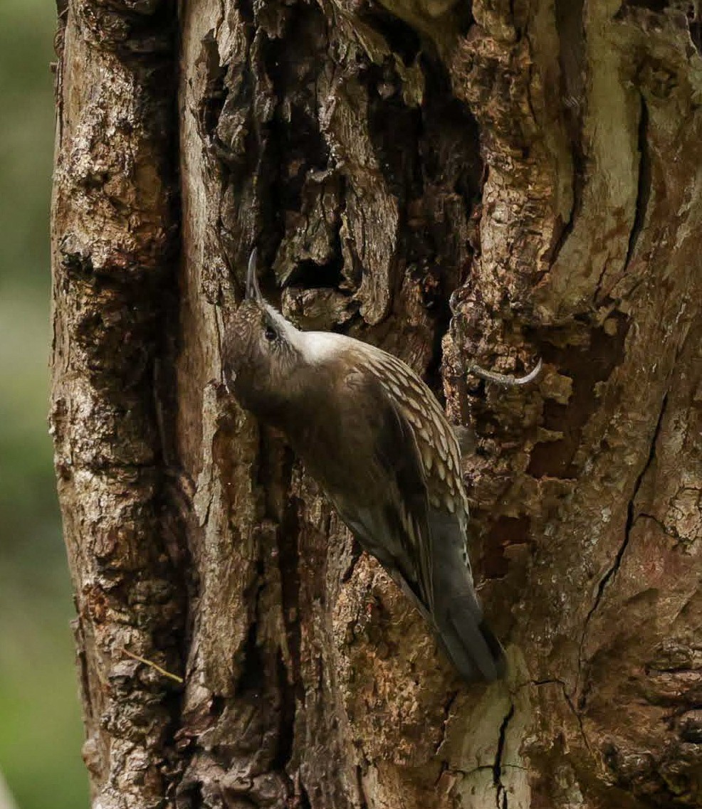 ノドジロキノボリ - ML646961867